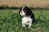 CAVALIER KING CHARLES 701